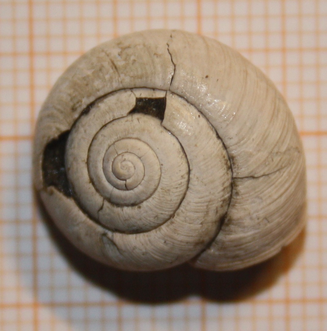 da identificare